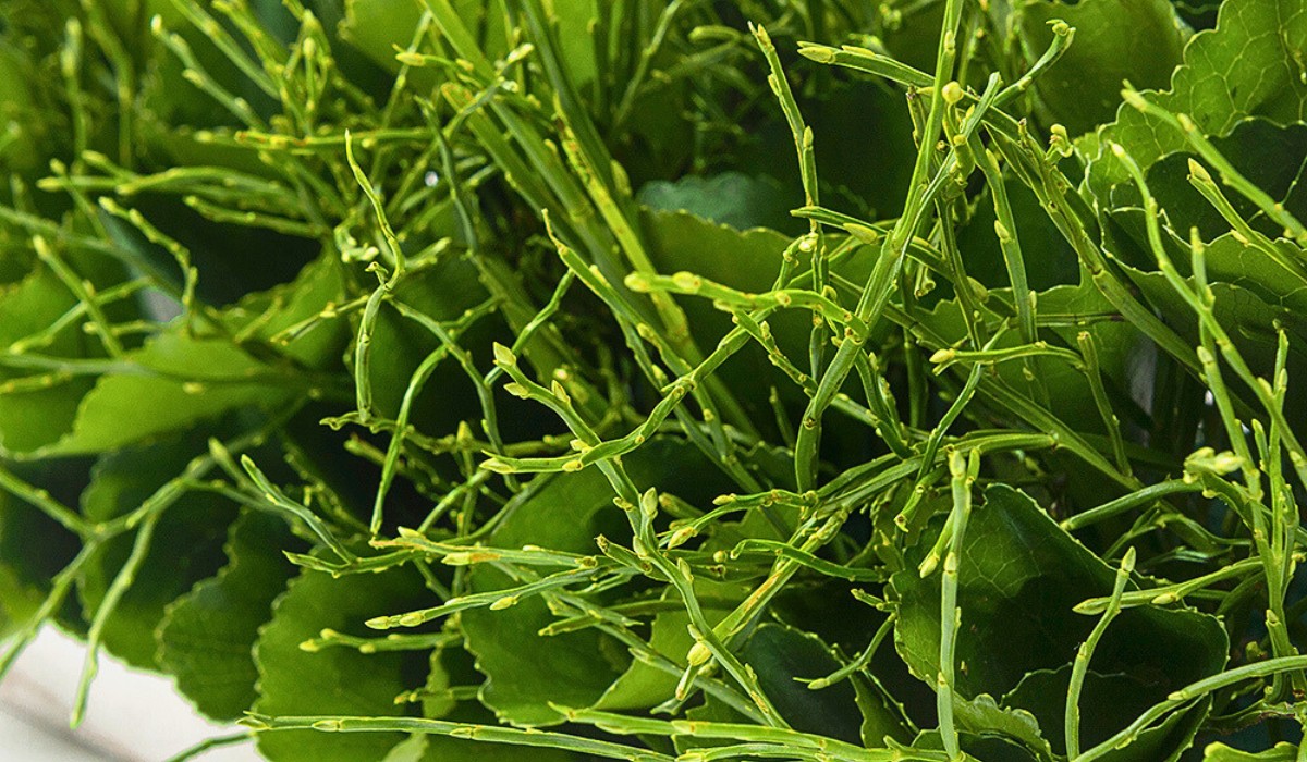 Adomex Imports Heidelbeer (Vaccinium Myrtillus) from Germany and Ukraine for Their Woodland Beauty in Floral Designs and Arrangements - Thursd Article