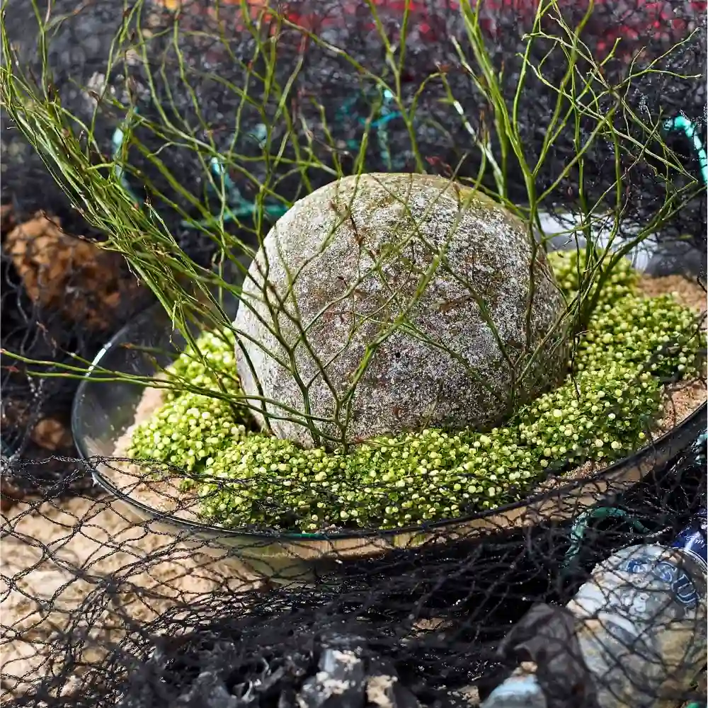 Adomex Imports Heidelbeer (Vaccinium Myrtillus) from Germany and Ukraine for Their Woodland Beauty in Floral Designs and Arrangements - Thursd Article