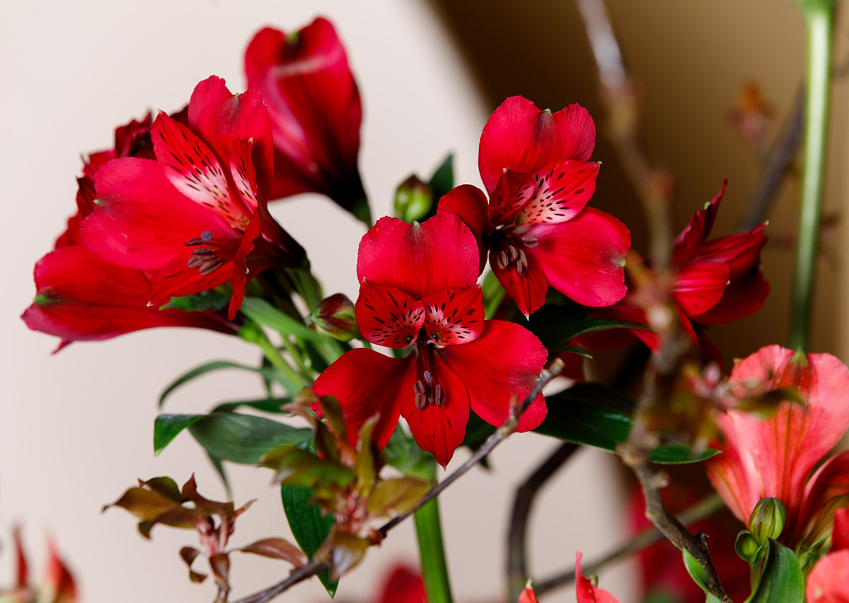 Tesselaar Alstroemeria Noize close-up stems