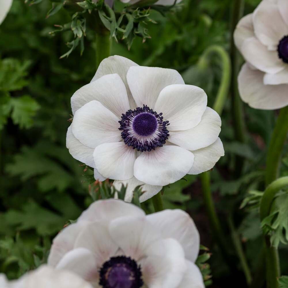A close-up of a white Anemone flower with a dark purple center