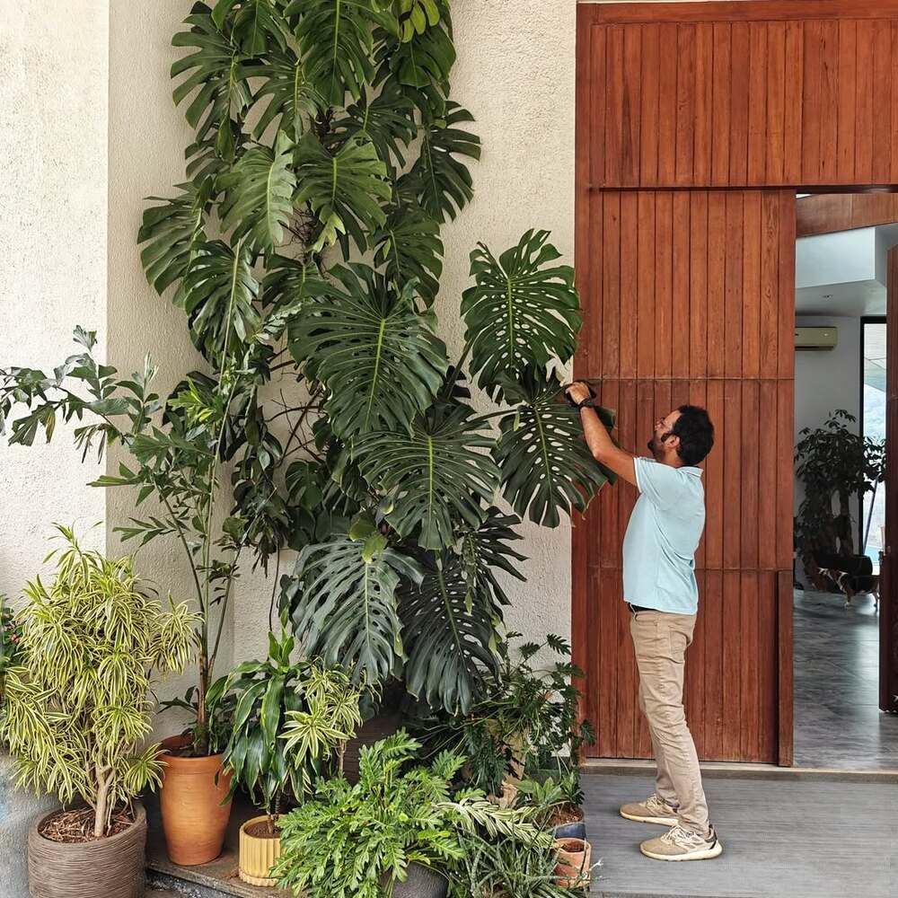 Man tending giant Monstera plant wall