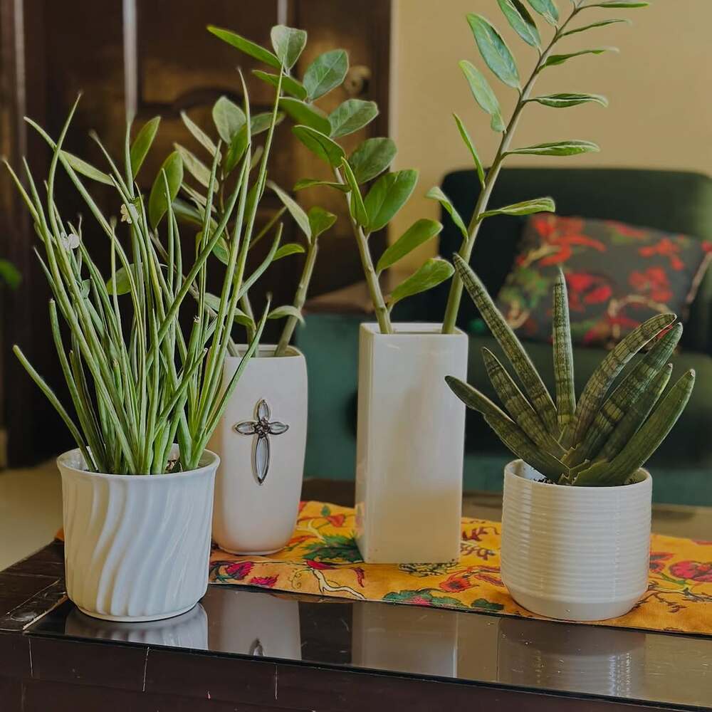Small potted plants on dark table