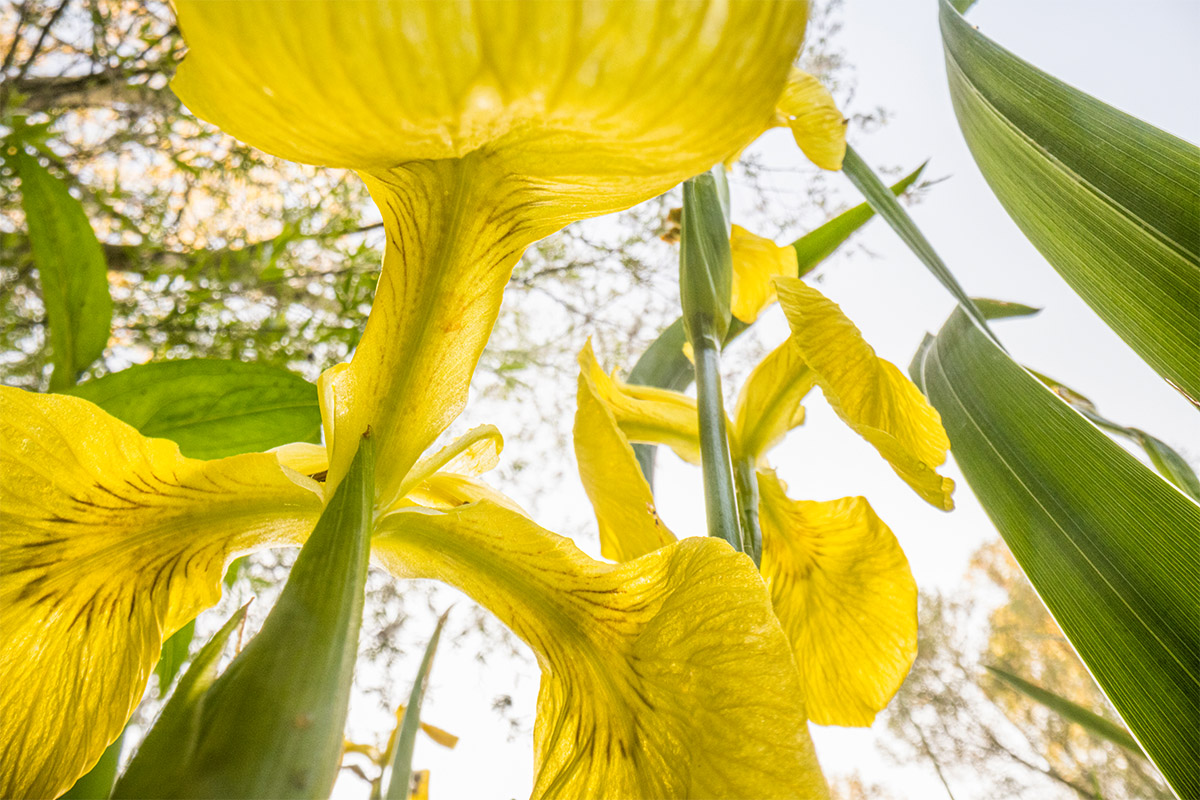 Theo Bosboom Flowerscapes yellow iris