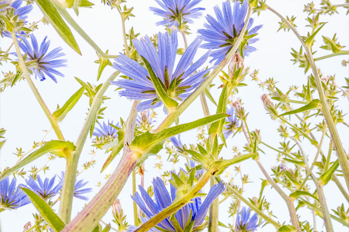 Theo Bosboom Flowerscapes blue cornflowers