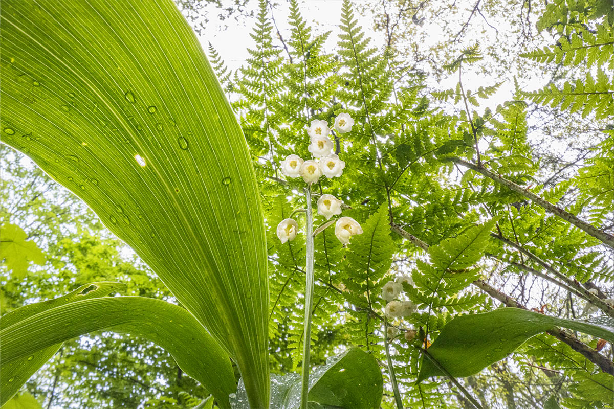 Theo Bosboom Flowerscapes green ferns