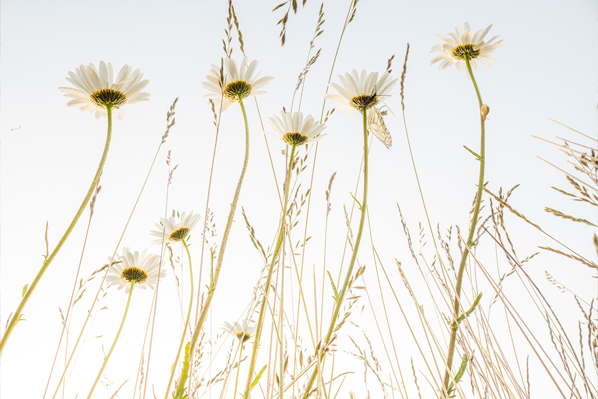 Theo Bosboom Flowerscapes white daisies