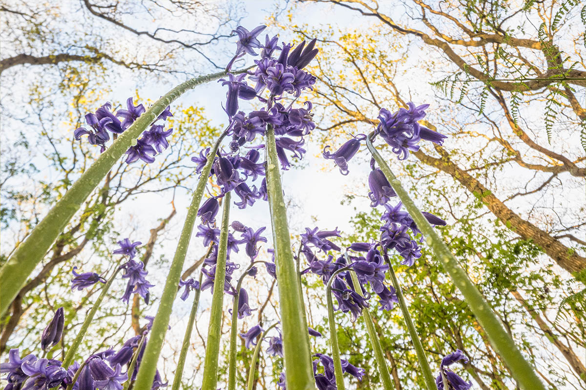 Theo Bosboom Flowerscapes purple flowers