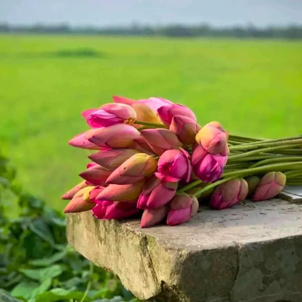 A bunch of lotus flowers with the nature in background