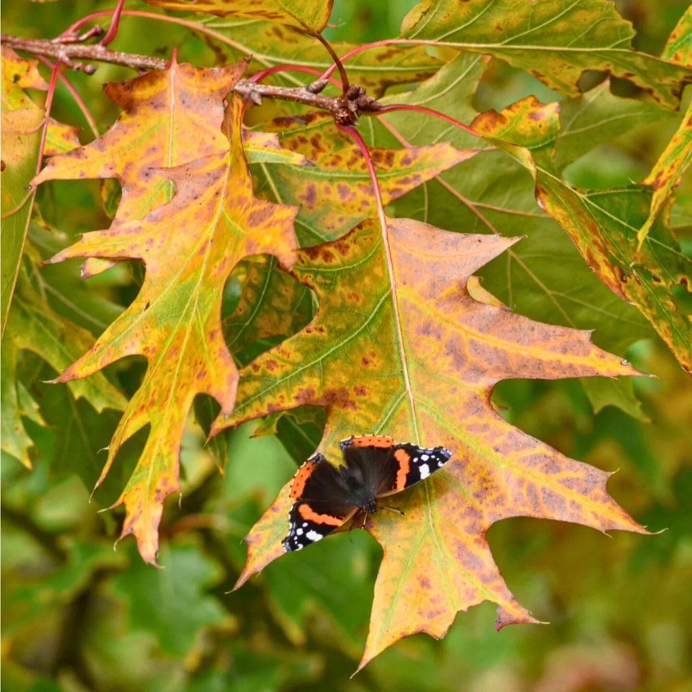 Oak leaves with a beautiful butterfly sitting on it