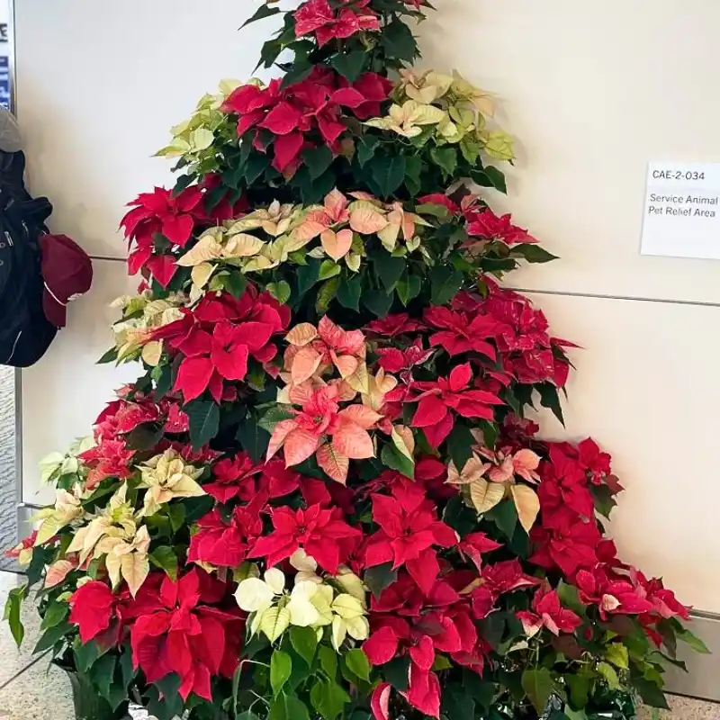 Poinsettia trees for Chistmas