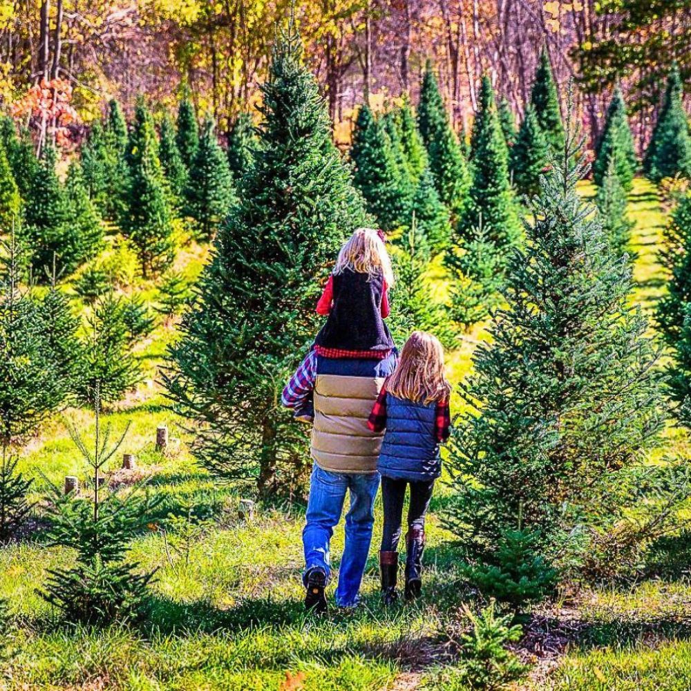 A family looking for an evergreen during an evergreen day in 2021