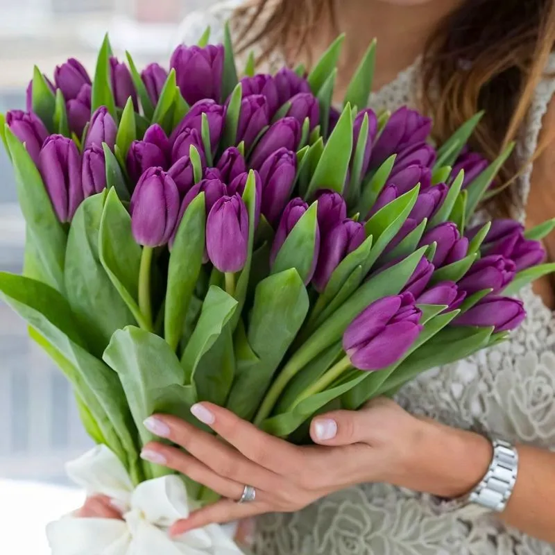 Tulip Purple Prince by inna gilich