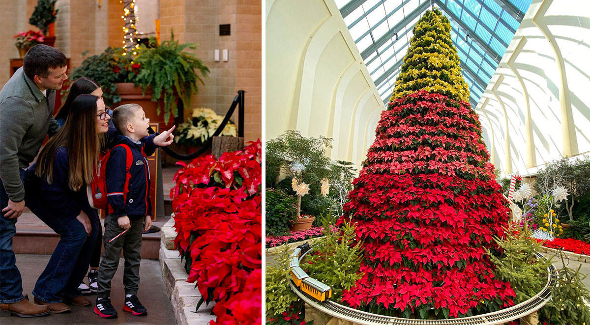 Poinsettia Tree at Lauritzen Gardens