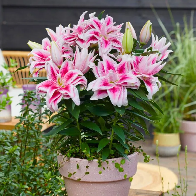 Roselily Nowa by Van Schie and Decorum