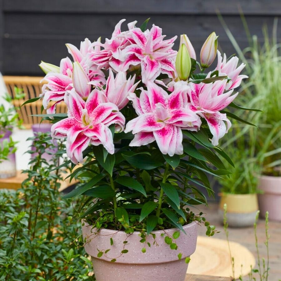 Roselily Nowa by Van Schie