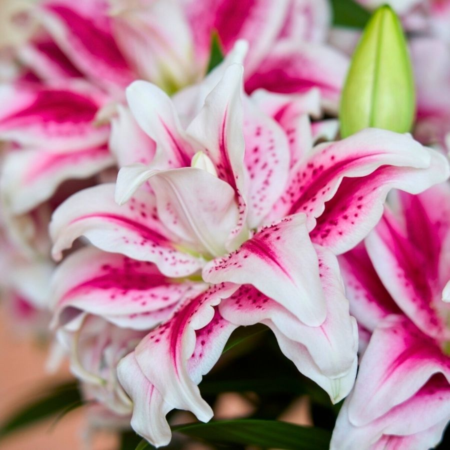 Roselily Nowa close up by Van Schie