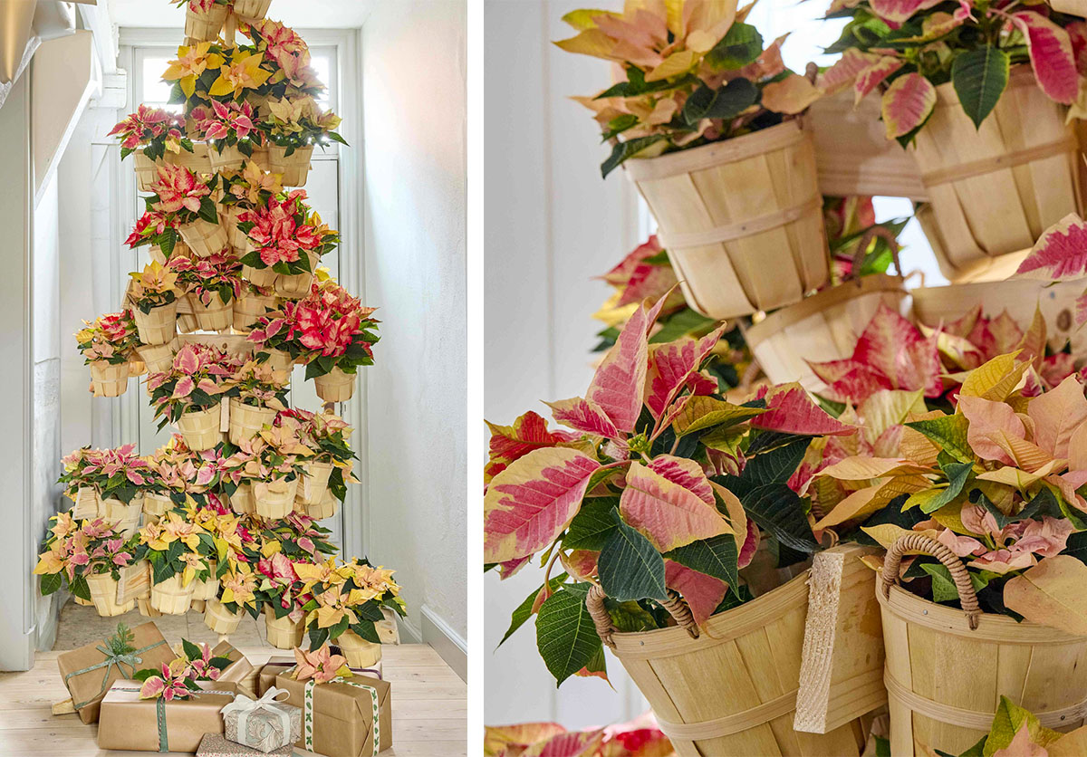 Poinsettia Tree by thechristmasstar