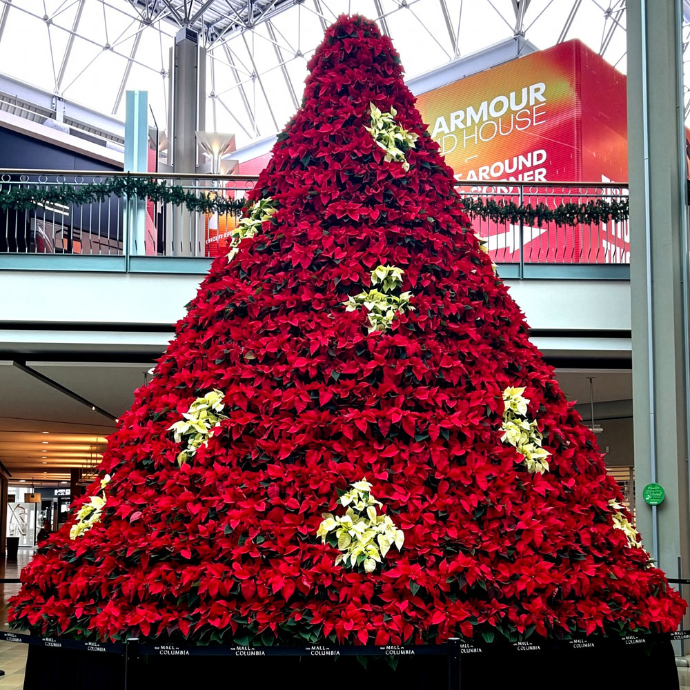 Poinsettia Tree at themallincolumbia