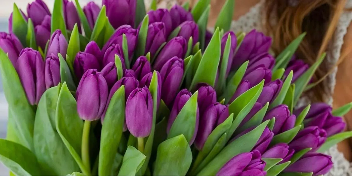 Tulip Purple Prince by inna gilich