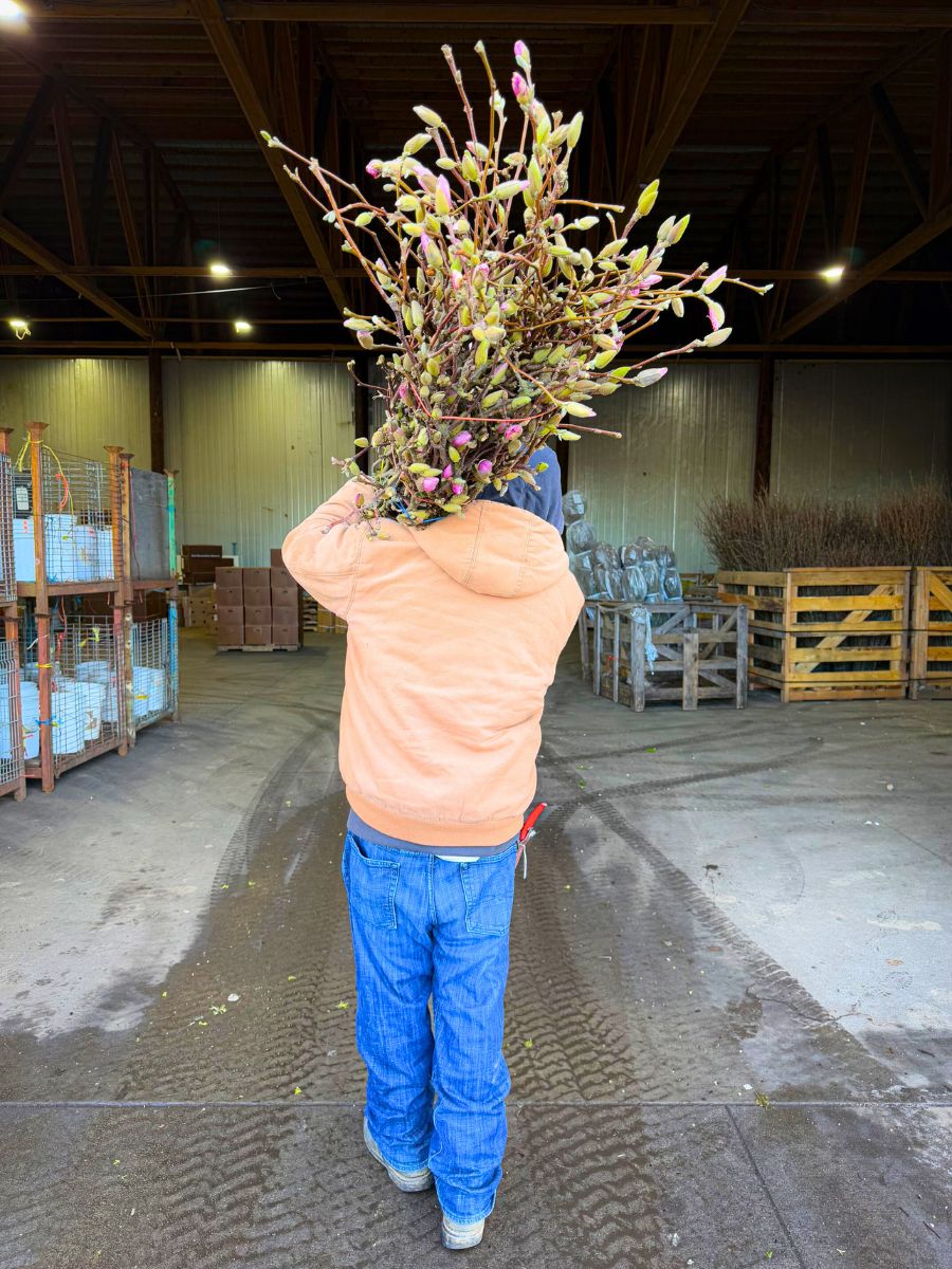 Magnolia flowering branches