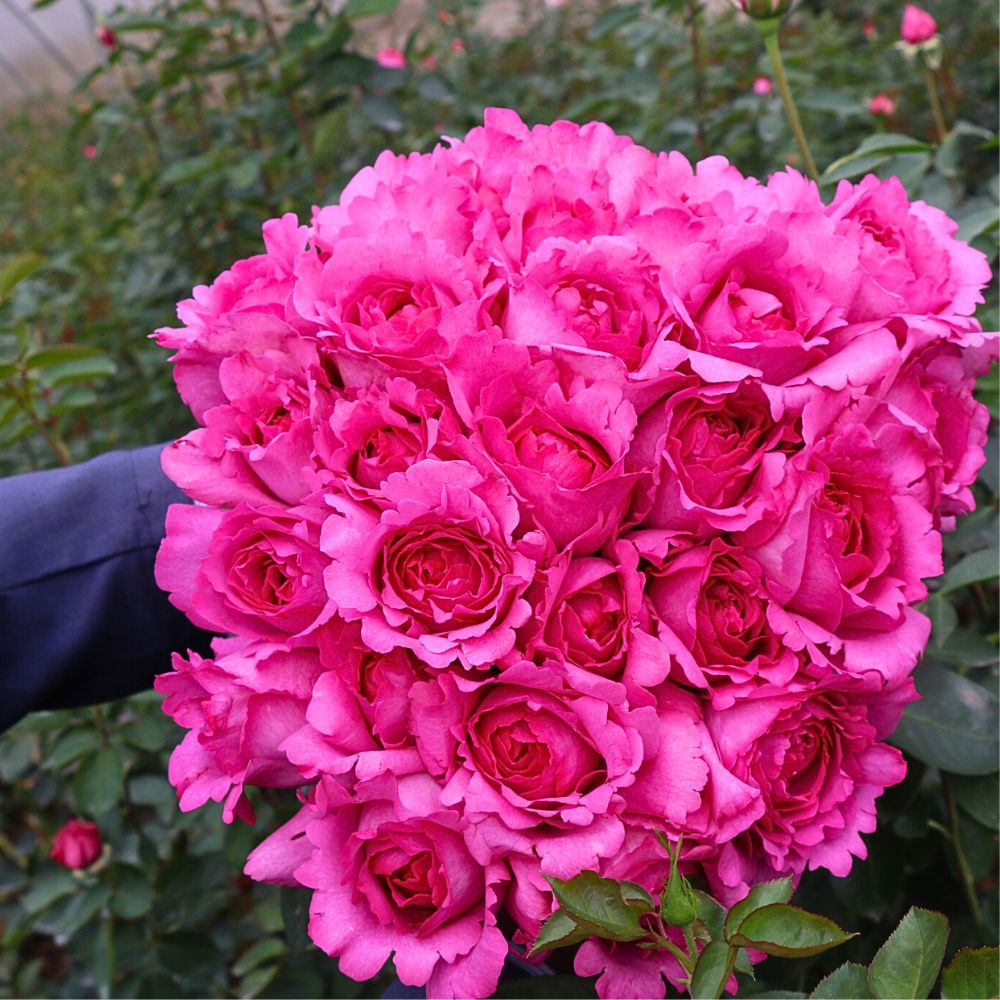 Rose Yves Piget is a scented rose grown by Tambuzi Roses in Kenya