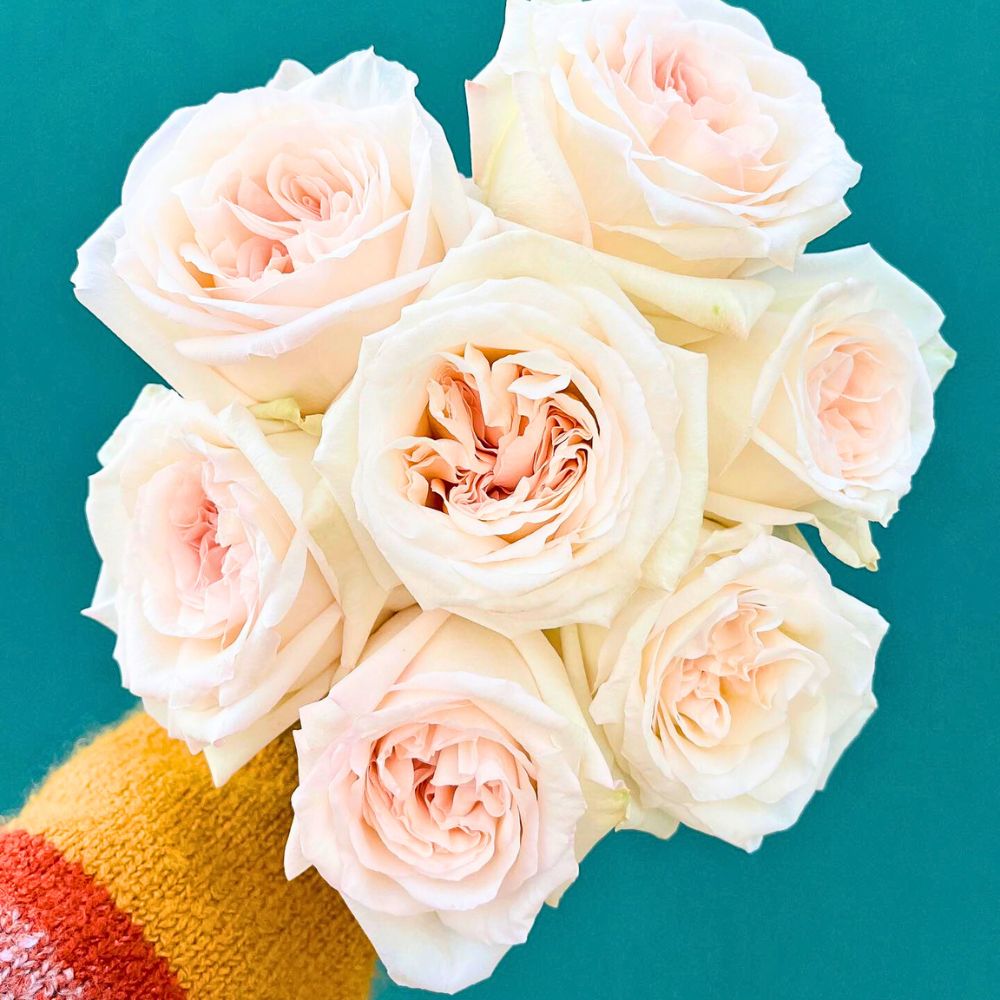 A lady holding a bunch of garden rose and scented rose White O Hara