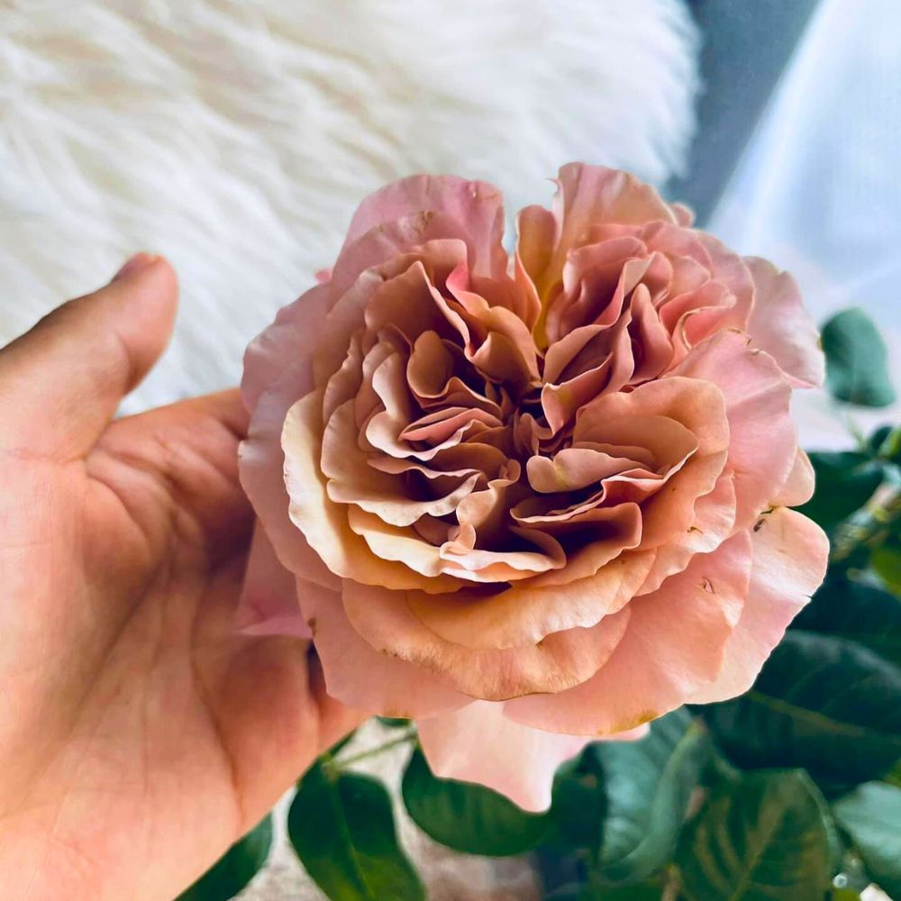 A lady holding one fully opened rose of Cafe Latte bred by De Ruiter Innovations