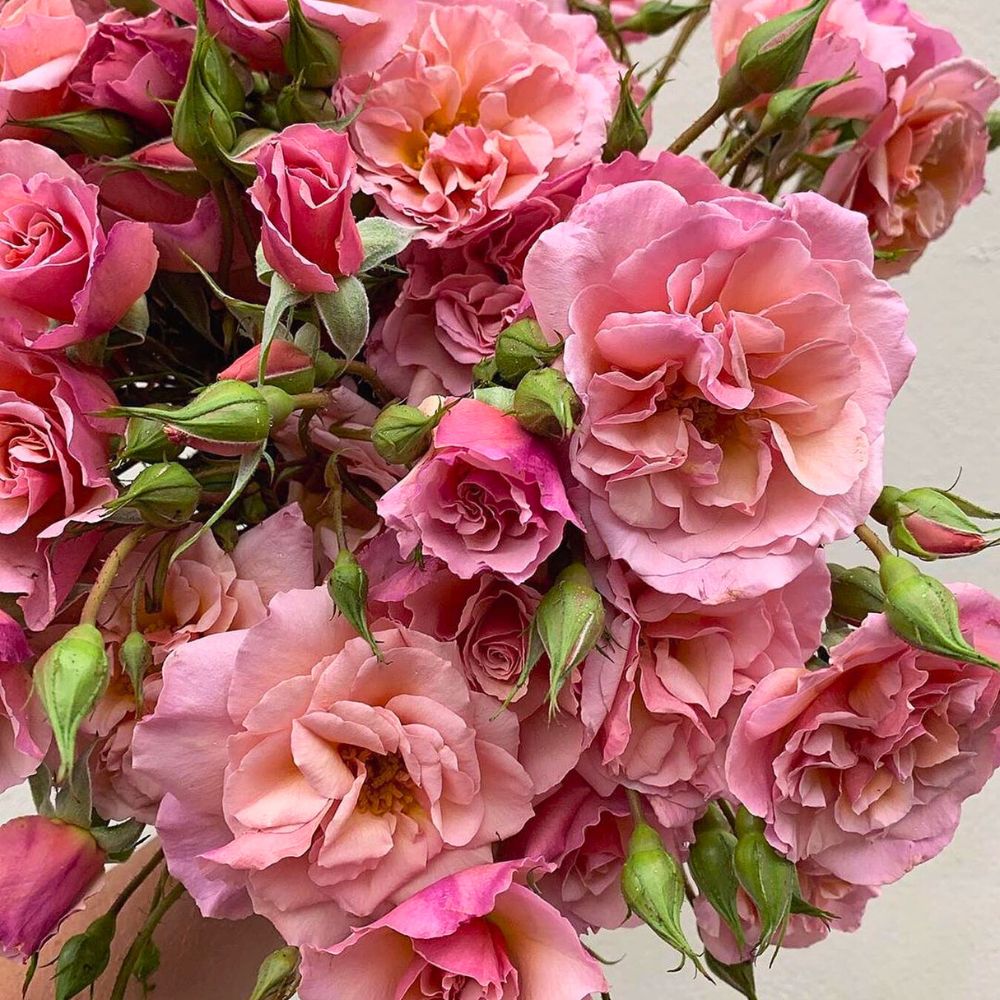 A bunch of spray rose Scented Whisper