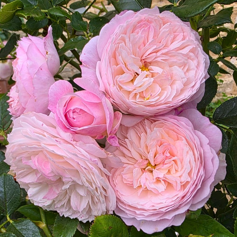 Rose Constance flowering in a garden