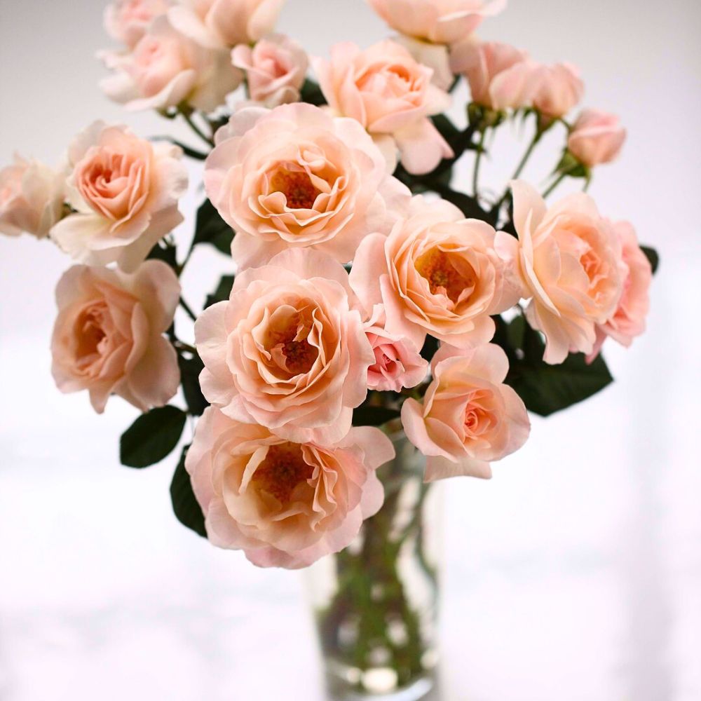 A vase of Rose English Moss at Tambuzi Roses