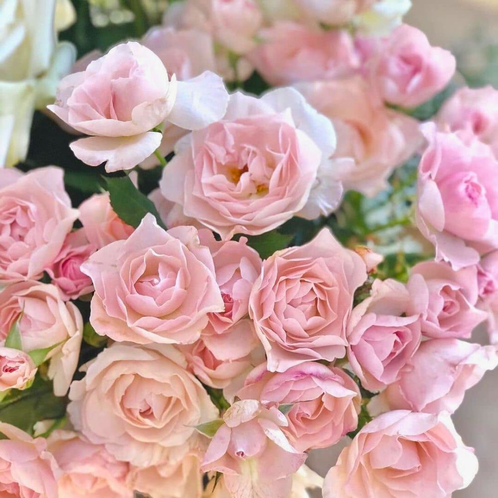A bunch of English Miss spray roses from Parfum Flower Company