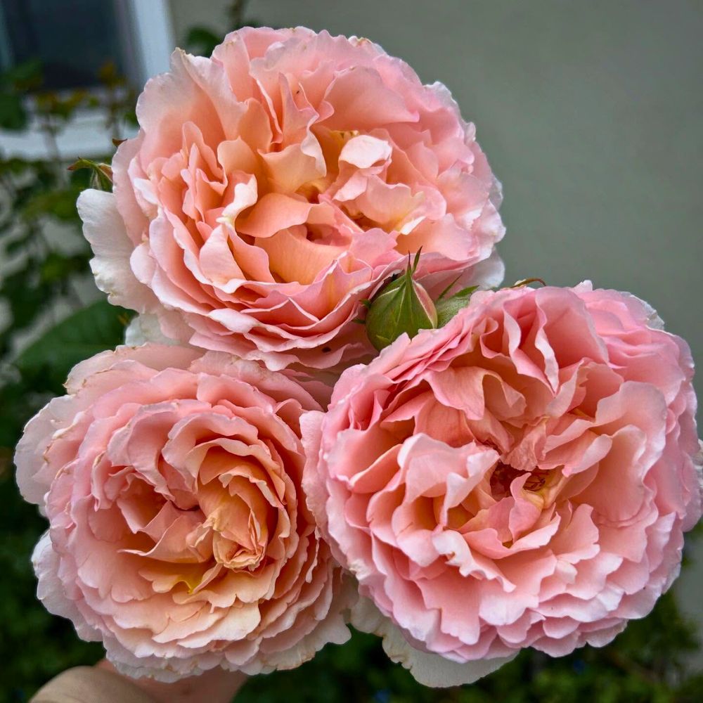 Three stems of Princess Charlene of Monaco roses