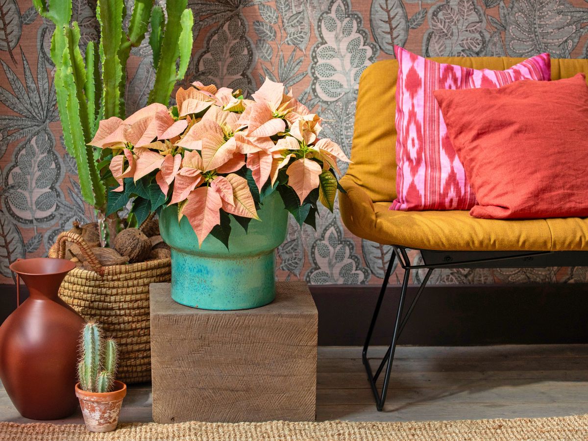 Color your interiors with a poinsettia plant, a cream poinsettia plant inside a home with that holiday cheer