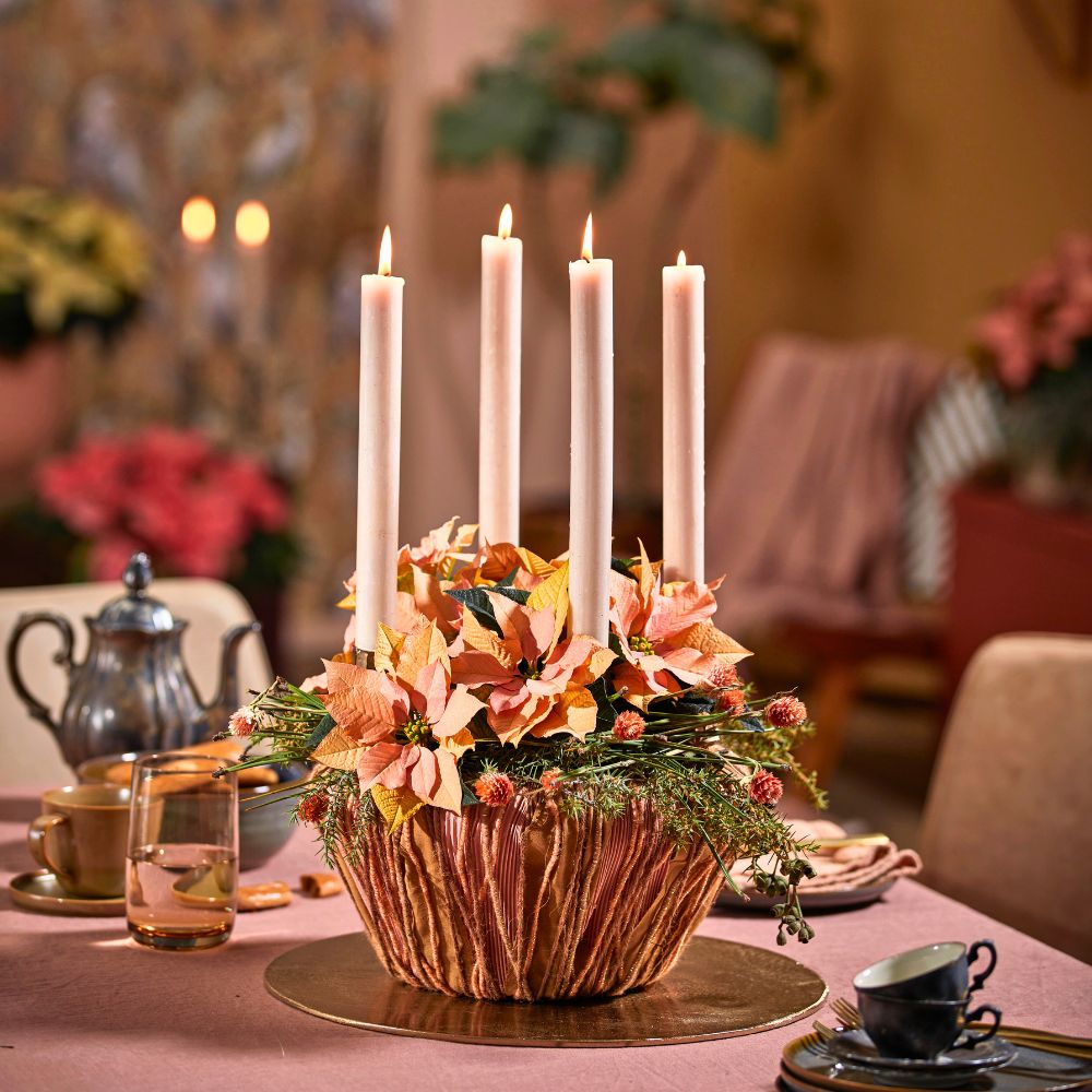 Poinsettia plant is a reminder the holidays are here in full swing