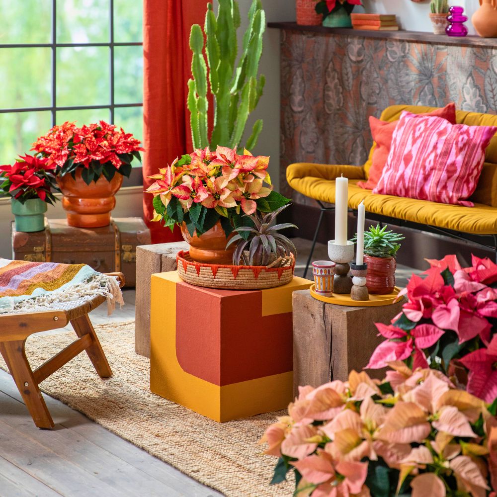 Bring the holiday mood and cheer indoors with the colorful poinsettia plants