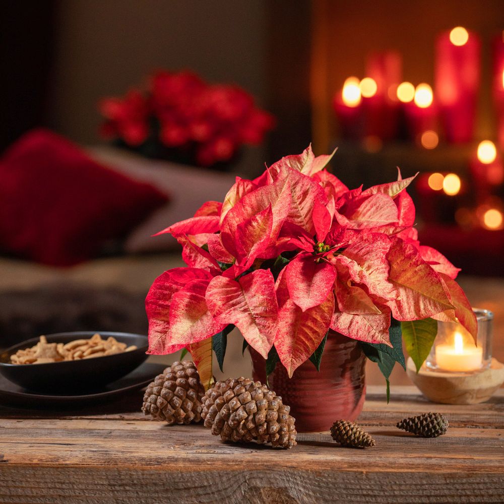 A poinsettia plant is a favorite holiday Polish plant