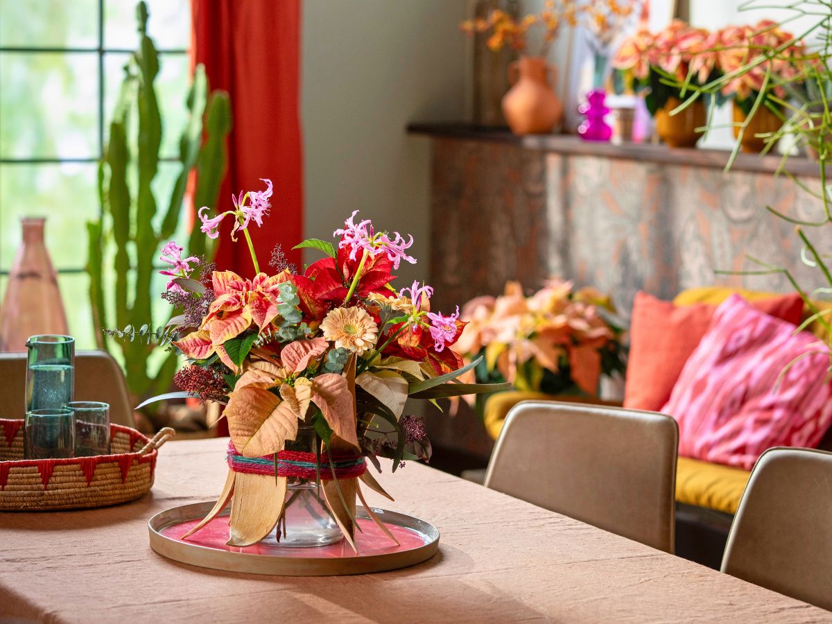 Bring the light and color of poinsettia plants to your interiors this holiday