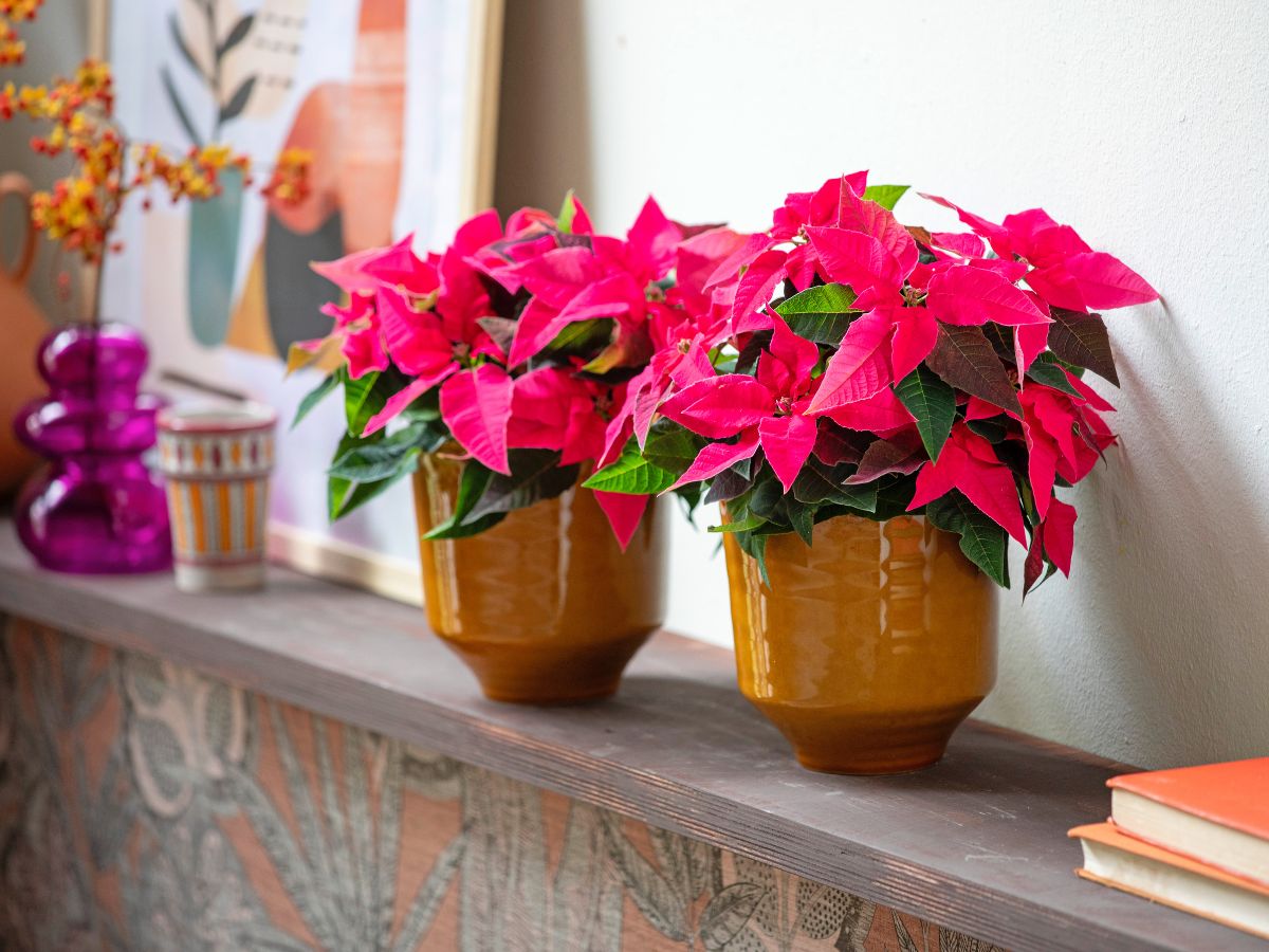 Pink poinsettia plants should be considered too for the holidays
