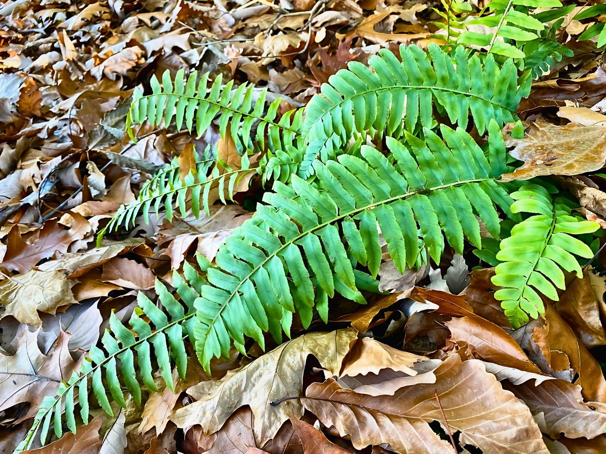 Christmas fern also called Polystichum acrostichoides