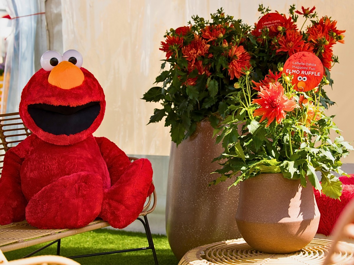 Mr Plant Geek, Michael Perry: Here's Why Beekenkamp&rsquo;s Dahlia Elmo Ruffle Is Turning Heads