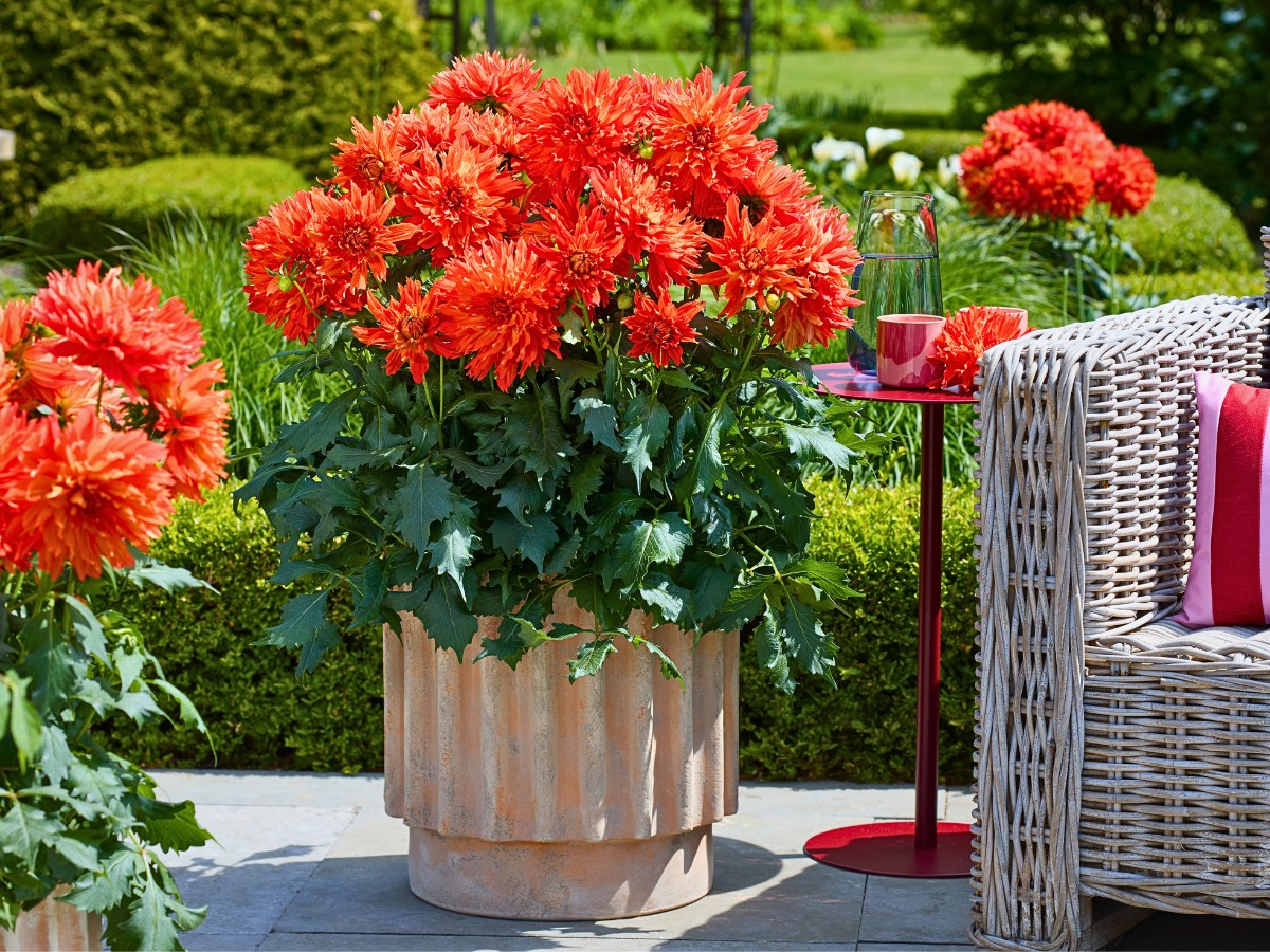 Mr Plant Geek, Michael Perry: Here's Why Beekenkamp&rsquo;s Dahlia Elmo Ruffle Is Turning Heads