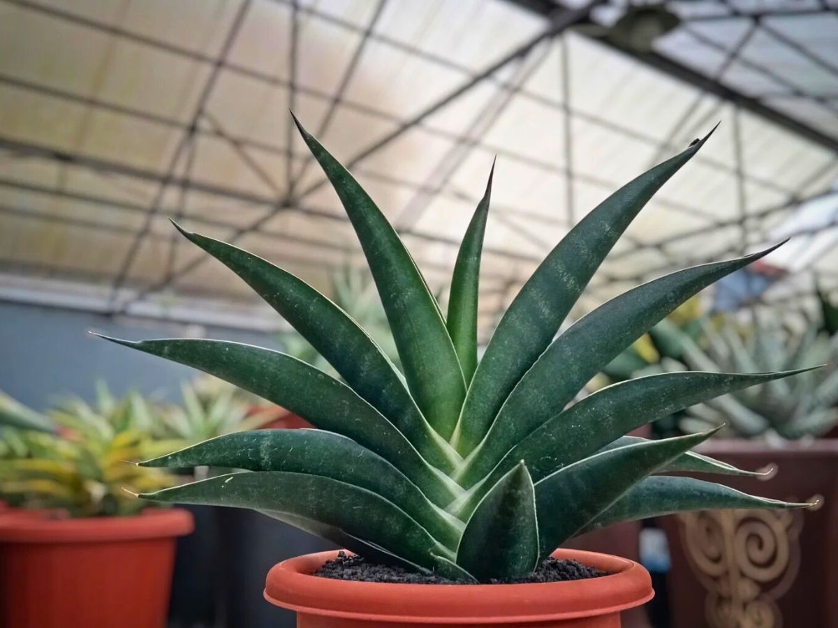 A potted hybrid Sansevieria in full glare