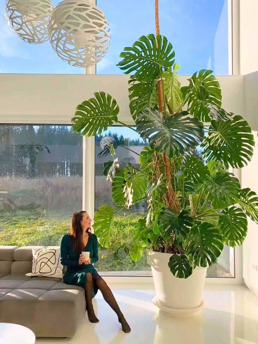 A lady staring at a huge Mostera Deliciosa plant at her space