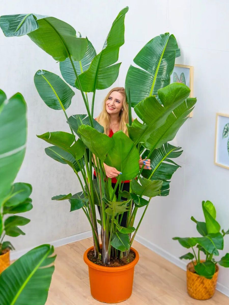 A huge Strelitzia Nicolai with its graceful presence