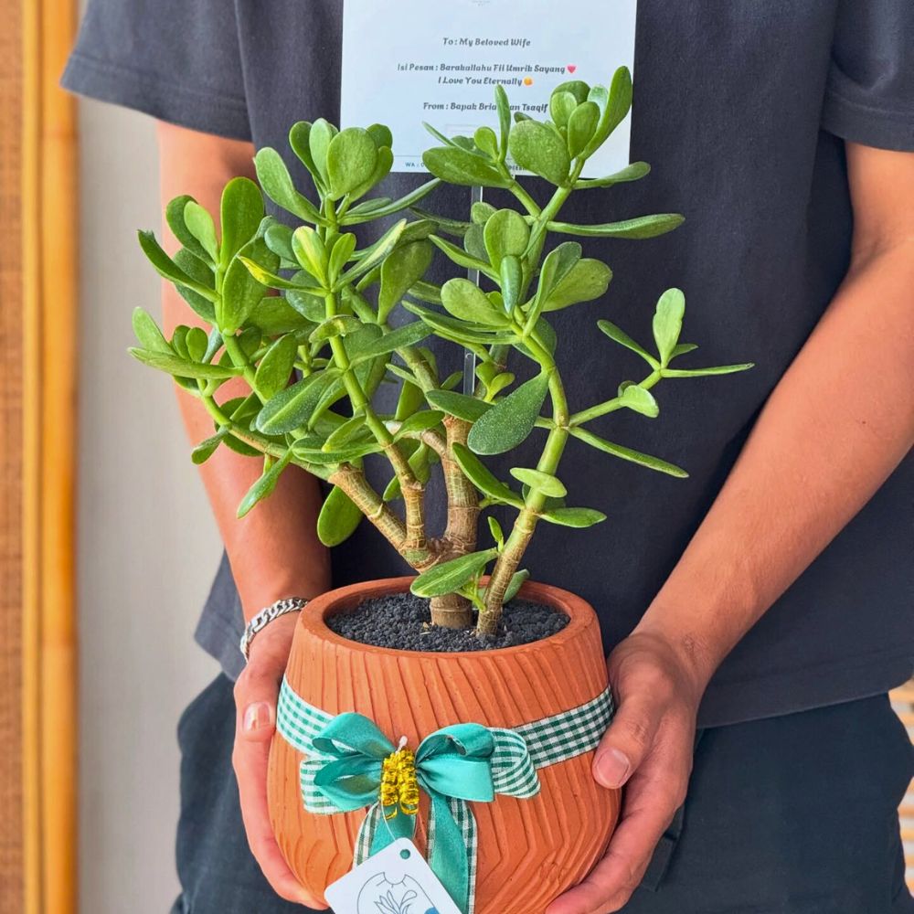 A Jade Plant as a gift for a loved one