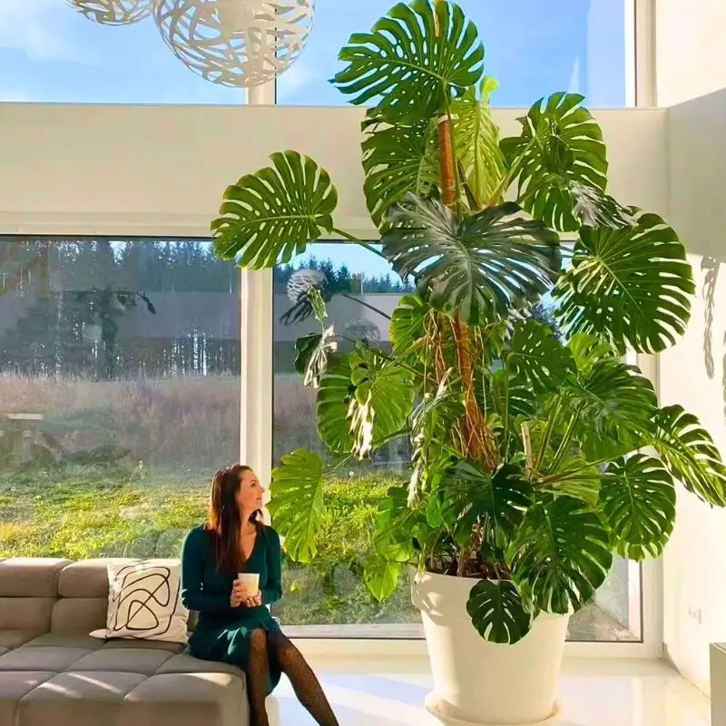 Houseplants that are trending