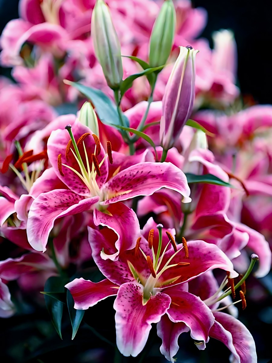 What is the meaning of Stargazer lily flowers? - Thursd Article