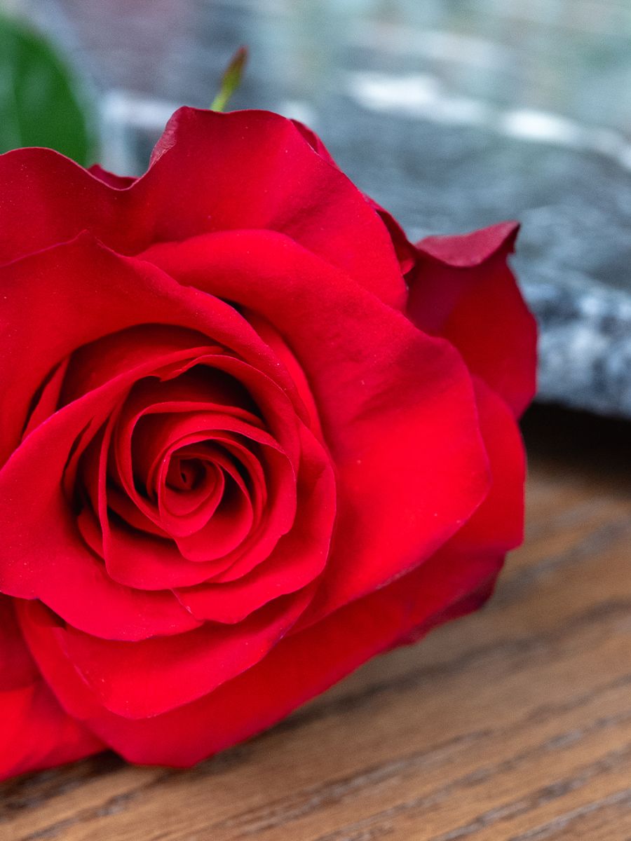 Rose Mamma Mia by Star Roses