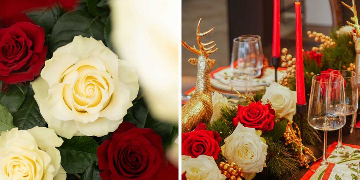 White beige roses for Xmas by Star Roses