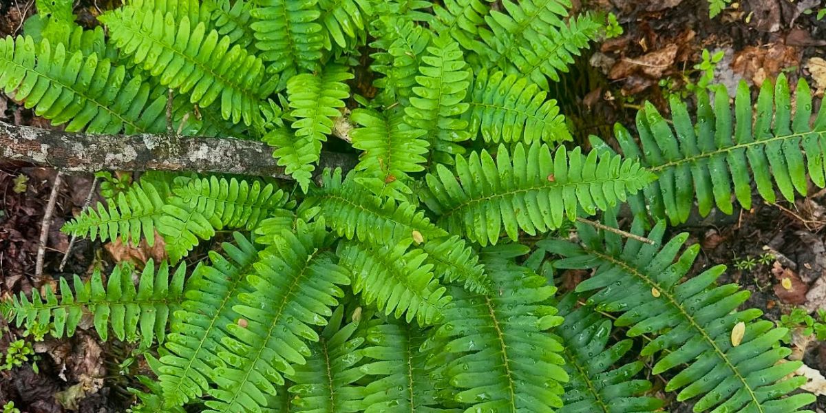 Christmas Fern, Scientifically Known as Polystichum Acrostichoides - Thursd Article